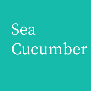 sea cucumber